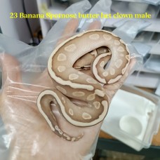 23 banana ghi spotnose butter het clown male 3500