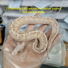 23 banana ghi spotnose butter pastel het clown male SOLD 