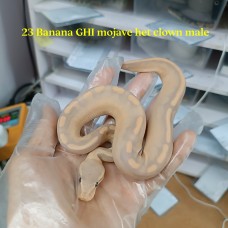 23 banana GHI mojave het clown male 2.0 3300 each