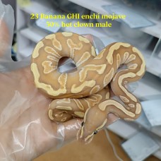 23 banana GHI mojave enchi 50% het clown male 3900