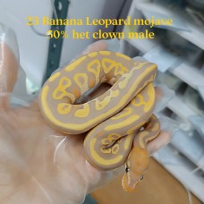 23 Banana Leopard Mojave 50% het clown male 2600