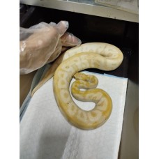23 banana spotnose clown male 700g $3600