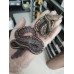 25 black head ghi hypo x ghi hypo