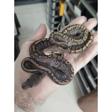 25 black head ghi hypo x ghi hypo