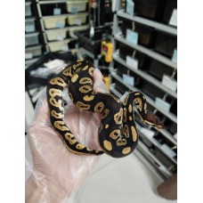 已售End of season 25 Black head DH lavender clown PH pied male $1500