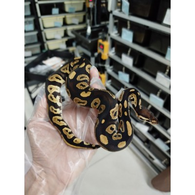 End of season 25 Black head DH lavender clown PH pied male $1500