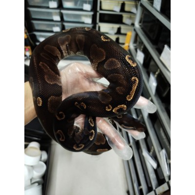 Adult Black head GHI 100% het Hypo male PB 2500