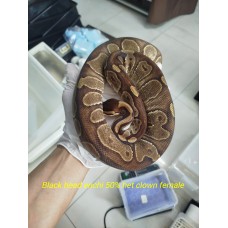 23 black head enchi 50% het clown female 2500