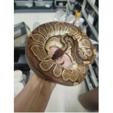 24 Black head Enchi 50% het clown 0.1 700g $1200