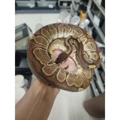 24 Black head Enchi 50% het clown 0.1 700g $1200