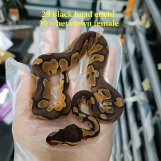 23 black head enchi 50% het clown female 2800