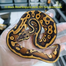 23 black head leopard enchi pastel 50% het clown male 4300