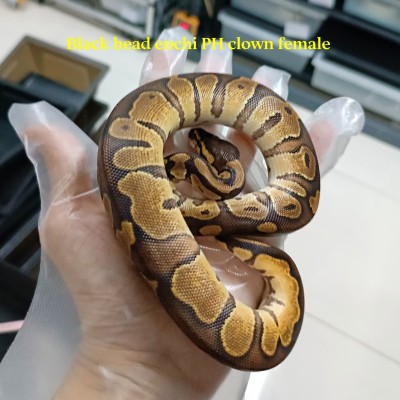 23 black head enchi 50% het clown female 2500