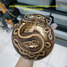 Adult BH leopard pastel het clown PB male 3800