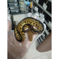 25 bongo clown x leopard spotnose Dh hypo clown