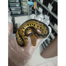 25 bongo clown x leopard spotnose Dh hypo clown