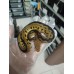 25 bongo clown x leopard spotnose Dh hypo clown