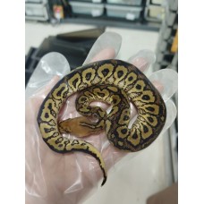 25 bongo clown x leopard spotnose Dh hypo clown