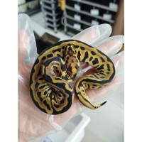 25 bongo clown x leopard spotnose Dh hypo clown