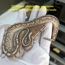23 Butter cinnamon Spotnose probable yb het clown male  2600