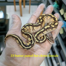 23 butter pastel het clown female 1600