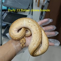 End 22-early23 butter clown female 4200 HOLD
