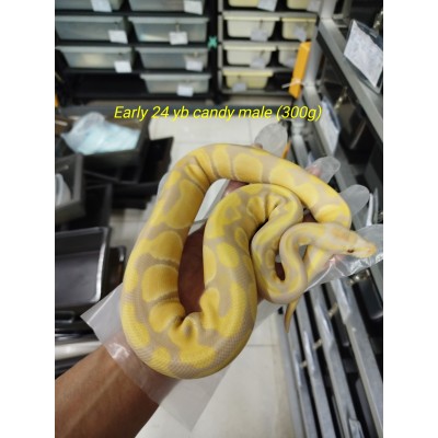 Early 24 yb candy male 1900