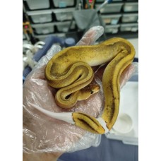 25 OD leopard champagne het pied male $500 25 OD leopard champagne het pied male $500