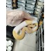 24 pastel highway pied x Champagne gravel