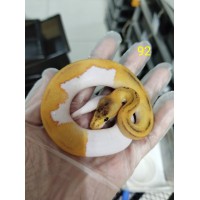 25 leopard OD enchi pied x Champagne gravel