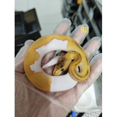 25 leopard OD enchi pied x Champagne gravel