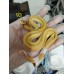 25 leopard OD enchi pied x Champagne gravel