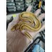 25 leopard OD enchi pied x Champagne gravel