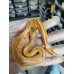 25 leopard OD enchi pied x Champagne gravel