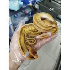 25 leopard OD enchi pied x Champagne gravel 25 leopard OD enchi pied x Champagne gravel