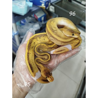 25 leopard OD enchi pied x Champagne gravel 25 leopard OD enchi pied x Champagne gravel