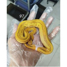 25 leopard OD enchi pied x Champagne gravel 25 leopard OD enchi pied x Champagne gravel