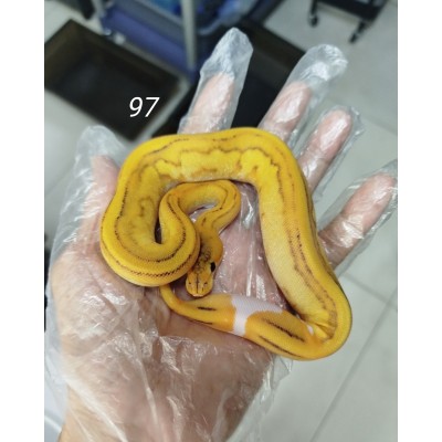 25 leopard OD enchi pied x Champagne gravel