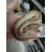 25 sn gravel clown x chocolate yb het clown 