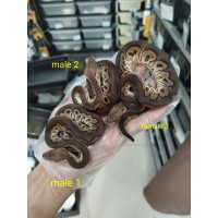 25 chocolate clown x cinnamon clown
