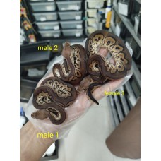 25 chocolate clown x cinnamon clown