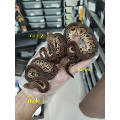 25 chocolate clown x cinnamon clown