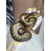 25 chocolate clown x cinnamon clown
