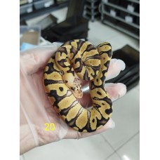 25 chocolate clown x GHI pastel Het clown