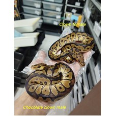 HOLD 25 chocolate clown 1.0,  clown 0.1