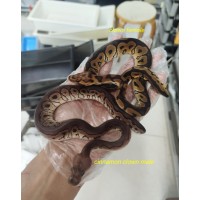 25 chocolate clown 1.0, cinnamon clown 1.0, clown 0.1