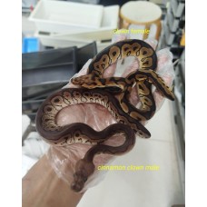 25 chocolate clown 1.0, cinnamon clown 1.0, clown 0.1