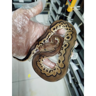 25 chocolate clown x cinnamon clown