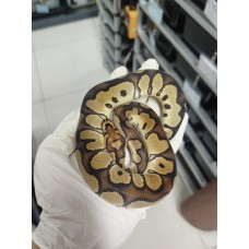 End of season 25 Chocolate clown male $1500