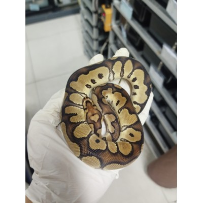 End of season 25 Chocolate clown male $1500